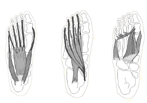anatomical drawing form myopractic锟?workshop manual